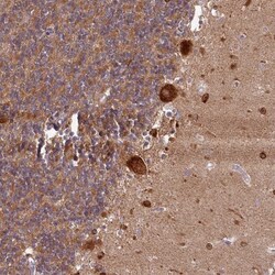 FUNDC1 Antibody, Novus Biologicals 25 &mu;L; Unlabeled:Antibodies, Polyclonal