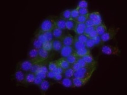 FUS Antibody, Novus Biologicals 0.1mL; Unlabeled:Antibodies