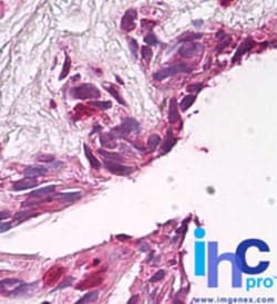 FUZ Antibody, Novus Biologicals:Antibodies:Primary Antibodies