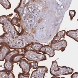 FVT1 Antibody, Novus Biologicals:Antibodies:Primary Antibodies