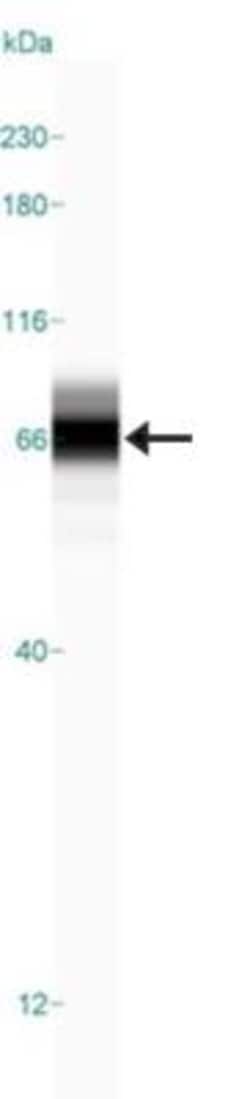 FXR1 Antibody, Novus Biologicals 0.1mL; Unlabeled:Antibodies, Polyclonal