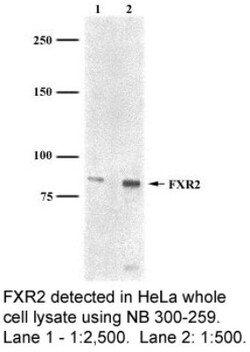 FXR2 Antibody (1G2) - BSA Free, Novus Biologicals 0.025mL; Unlabeled:Antibodies,
