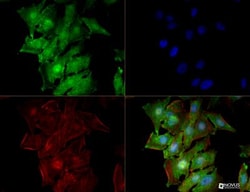 FXR2 Antibody (1G2) - BSA Free, Novus Biologicals 0.025mL; Unlabeled:Antibodies,