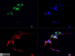 FXR/NR1H4 Antibody, Novus Biologicals:Antibodies:Primary Antibodies