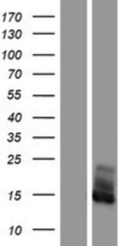 Novus Biologicals&trade;&nbsp;FXYD2 Overexpression Lysate