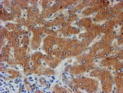 FXYD3 Antibody (OTI4E3), Novus Biologicals 0.1mL; Unlabeled:Antibodies,
