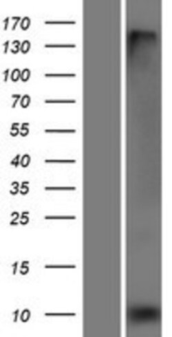 Novus Biologicals&trade;&nbsp;FXYD3 Overexpression Lysate