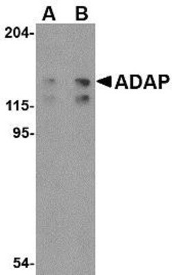 FYB/ADAP/SLAP130 Antibody - BSA Free, Novus Biologicals 0.1 mg | Buy Online | Novus Biologicals | Fisher Scientific