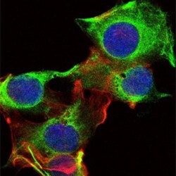 Fyn Antibody (2A10), Novus Biologicals 0.1mL; Unlabeled:Antibodies, Monoclonal
