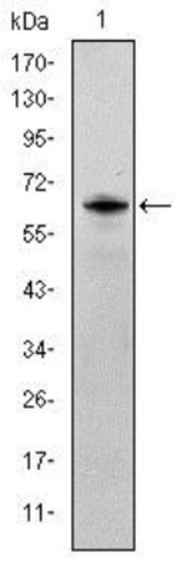 Fyn Antibody (2A10), Novus Biologicals 0.1mL; Unlabeled:Antibodies, Monoclonal
