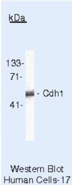 FZR1/CDH1 Antibody (DH01 (DCS-266)), Novus Biologicals 500 uL; Unconjugated:Antibodies,