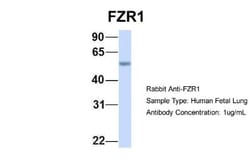 FZR1/CDH1 Antibody, Novus Biologicals:Antibodies:Primary Antibodies