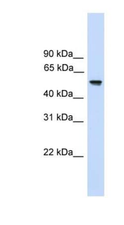 FZR1/CDH1 Antibody, Novus Biologicals:Antibodies:Primary Antibodies