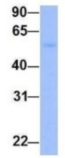 FZR1/CDH1 Antibody, Novus Biologicals:Antibodies:Primary Antibodies