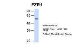FZR1/CDH1 Antibody, Novus Biologicals:Antibodies:Primary Antibodies
