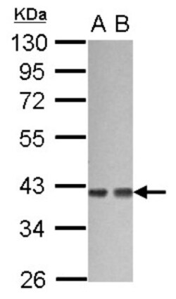 G protein alpha 12 Antibody, Novus Biologicals 0.1 mL | Buy Online | Novus Biologicals | Fisher Scientific