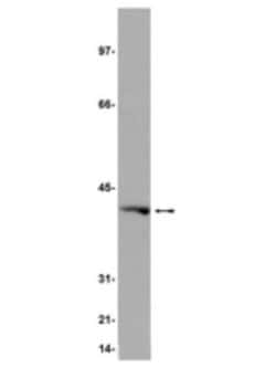 G protein alpha inhibitor 1 Antibody (7H7), Novus Biologicals 0.2 mg; Unconjugated:Antibodies,