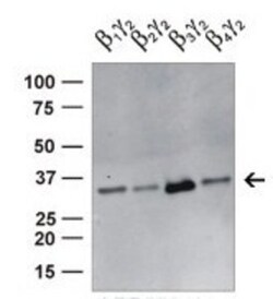 G protein beta 4 Antibody, Novus Biologicals:Antibodies:Primary Antibodies