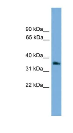 G protein beta 4 Antibody, Novus Biologicals:Antibodies:Primary Antibodies