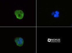 G0S2 Antibody, Novus Biologicals 0.05mL; Unlabeled:Antibodies, Polyclonal