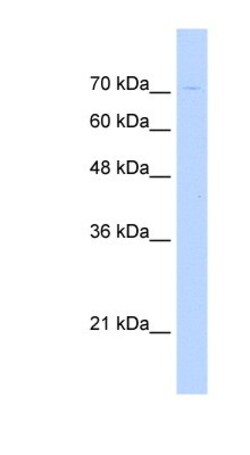 G2E3 Antibody, Novus Biologicals 100&mu;L; Unlabeled:Antibodies, Polyclonal