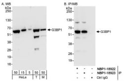 G3BP1 Antibody, Novus Biologicals 0.1mL; Unlabeled:Antibodies, Polyclonal