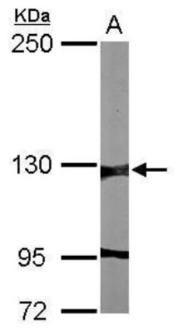 G9a/EHMT2 Antibody, Novus Biologicals 0.1mL:Antibodies, Polyclonal