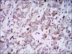 GAB1 Antibody (1A7) - BSA Free, Novus Biologicals 0.1mL; Unlabeled:Antibodies,