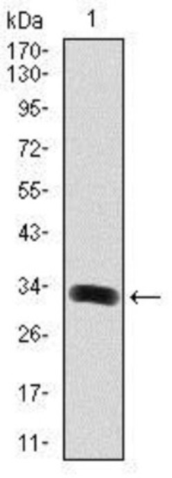 GAB1 Antibody (1A7) - BSA Free, Novus Biologicals 0.1mL; Unlabeled:Antibodies,