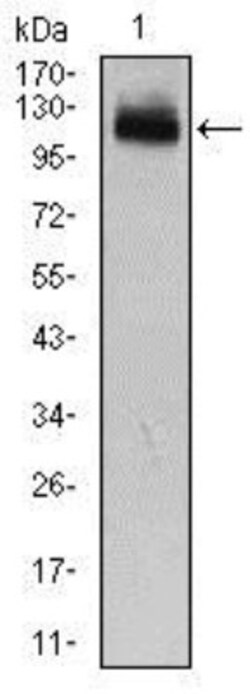 GAB1 Antibody (1A7) - BSA Free, Novus Biologicals 0.1mL; Unlabeled:Antibodies,
