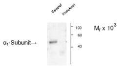 GABA-AR alpha 1 Antibody, Novus Biologicals 0.1mL; Unlabeled:Antibodies,
