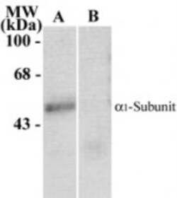 GABA-AR alpha 1 Antibody, Novus Biologicals 0.1mL; Unlabeled:Antibodies,
