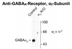 GABA-AR alpha 2 Antibody, Novus Biologicals 0.1mL:Antibodies, Polyclonal