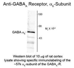 GABA-AR alpha 6 Antibody, Novus Biologicals 0.05mL; Unlabeled:Antibodies,