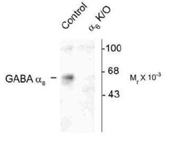 GABA-AR alpha 6 Antibody, Novus Biologicals 0.1mL; Unlabeled:Antibodies,