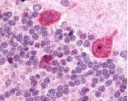 GABA-A R gamma 2 Antibody, Novus Biologicals 0.05mL; Unlabeled:Antibodies,