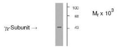 GABA-A R gamma 2 Antibody, Novus Biologicals 0.05mL; Unlabeled:Antibodies,