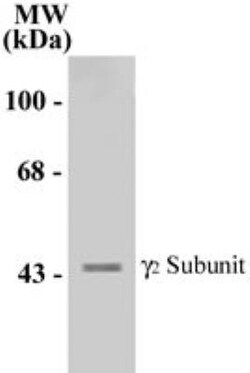 GABA-A R gamma 2 Antibody, Novus Biologicals 0.05mL; Unlabeled:Antibodies,
