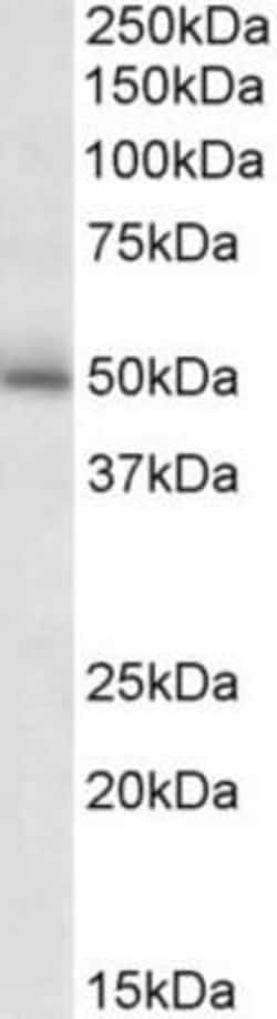 GABA-A R gamma 2 Antibody, Novus Biologicals 0.1mg; Unlabeled:Antibodies,