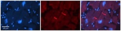 GABA-A R rho 2 Antibody, Novus Biologicals 0.05mg; Unlabeled:Antibodies,