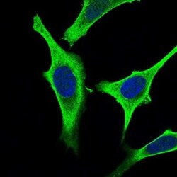 GABA-B R2 Antibody (5G7F7) - BSA Free, Novus Biologicals:Antibodies:Primary