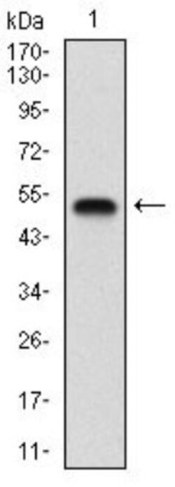 GABA-B R2 Antibody (5G7F7) - BSA Free, Novus Biologicals:Antibodies:Primary