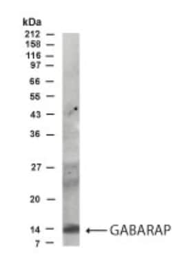 GABARAP Antibody - BSA Free, Novus Biologicals:Antibodies:Primary Antibodies