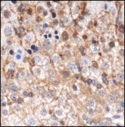 GABARAP Antibody - BSA Free, Novus Biologicals:Antibodies:Primary Antibodies