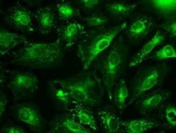 GAD1/GAD67 Antibody (OTI3G9), Novus Biologicals 0.1mL; Unlabeled:Antibodies,