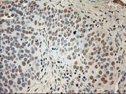 GAD1/GAD67 Antibody (OTI3G9), Novus Biologicals 0.1mL; Unlabeled:Antibodies,