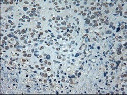GAD1/GAD67 Antibody (OTI3G9), Novus Biologicals 0.1mL; Unlabeled:Antibodies,