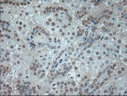 GAD1/GAD67 Antibody (OTI3G9), Novus Biologicals 0.1mL; Unlabeled:Antibodies,