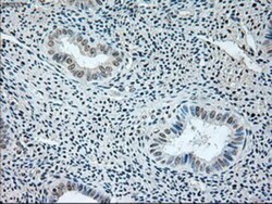 GAD1/GAD67 Antibody (OTI3G9), Novus Biologicals 0.1mL; Unlabeled:Antibodies,