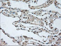 GAD1/GAD67 Antibody (OTI3G9), Novus Biologicals 0.1mL; Unlabeled:Antibodies,